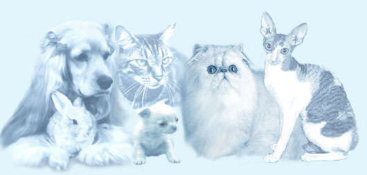 Pet Group